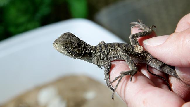 The babies will be released soon by Lynleigh Greig. Picture: Braden Fastier