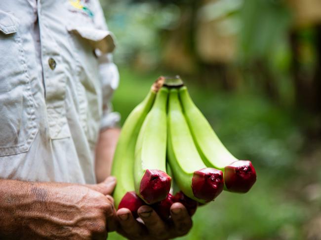 The Ecoganic red tip signifies that the bananas are produced using environmental management systems and sustainable production practices.