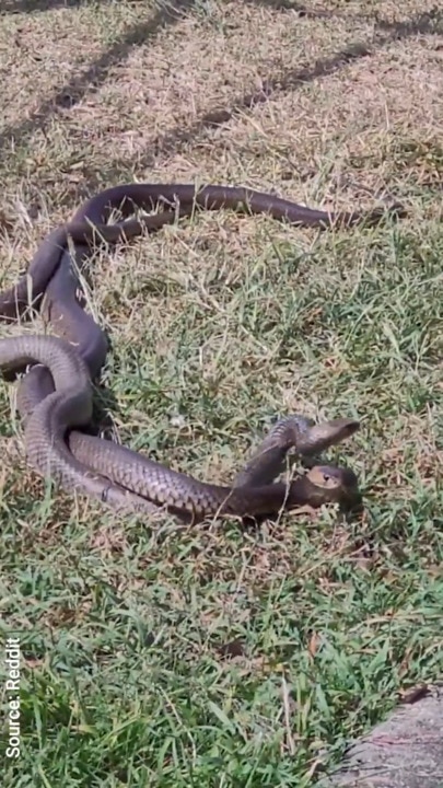 Eastern brown snakes spotted in Queensland backyards