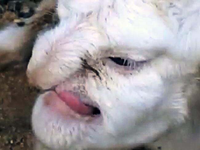 CREDIT: AUSTRALSCOPE ONLINE USE ONLY Pic shows: The lamb with human face. A farmer had the shock of his life when he went to check on his newborn lambs - and found one with a human face. Sheep farmer Blasius Lavrentiev, 45, from the village of Chirka close to Dagestan in southwest Russia, had been waiting all week for his prized ewe to give birth.