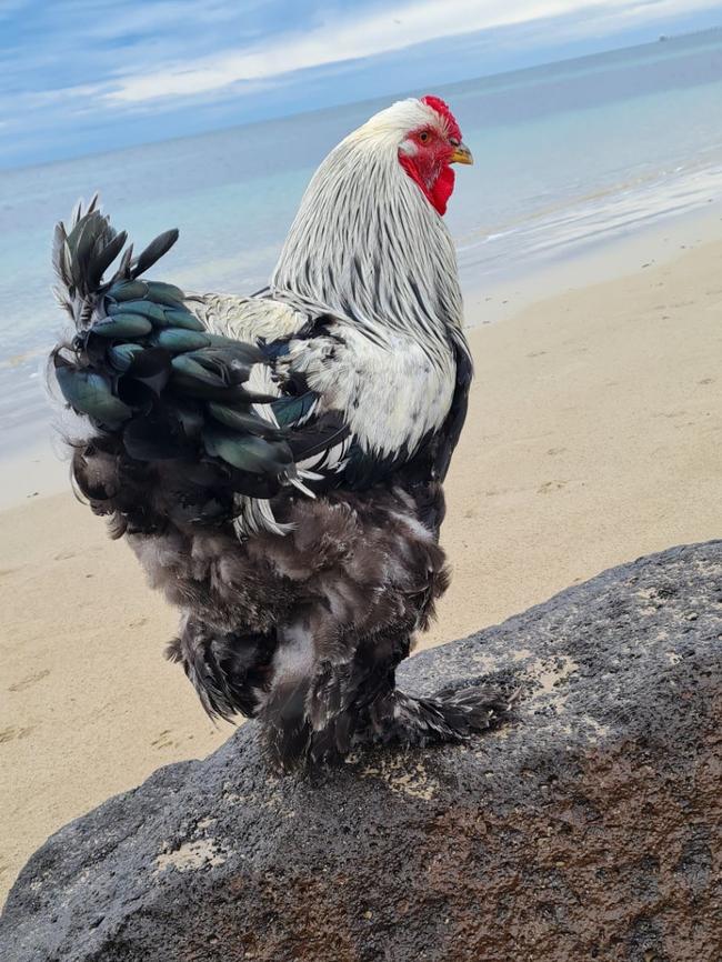 Ms Janes out on adventures with her rooster 'Trousers'. Photo: Supplied