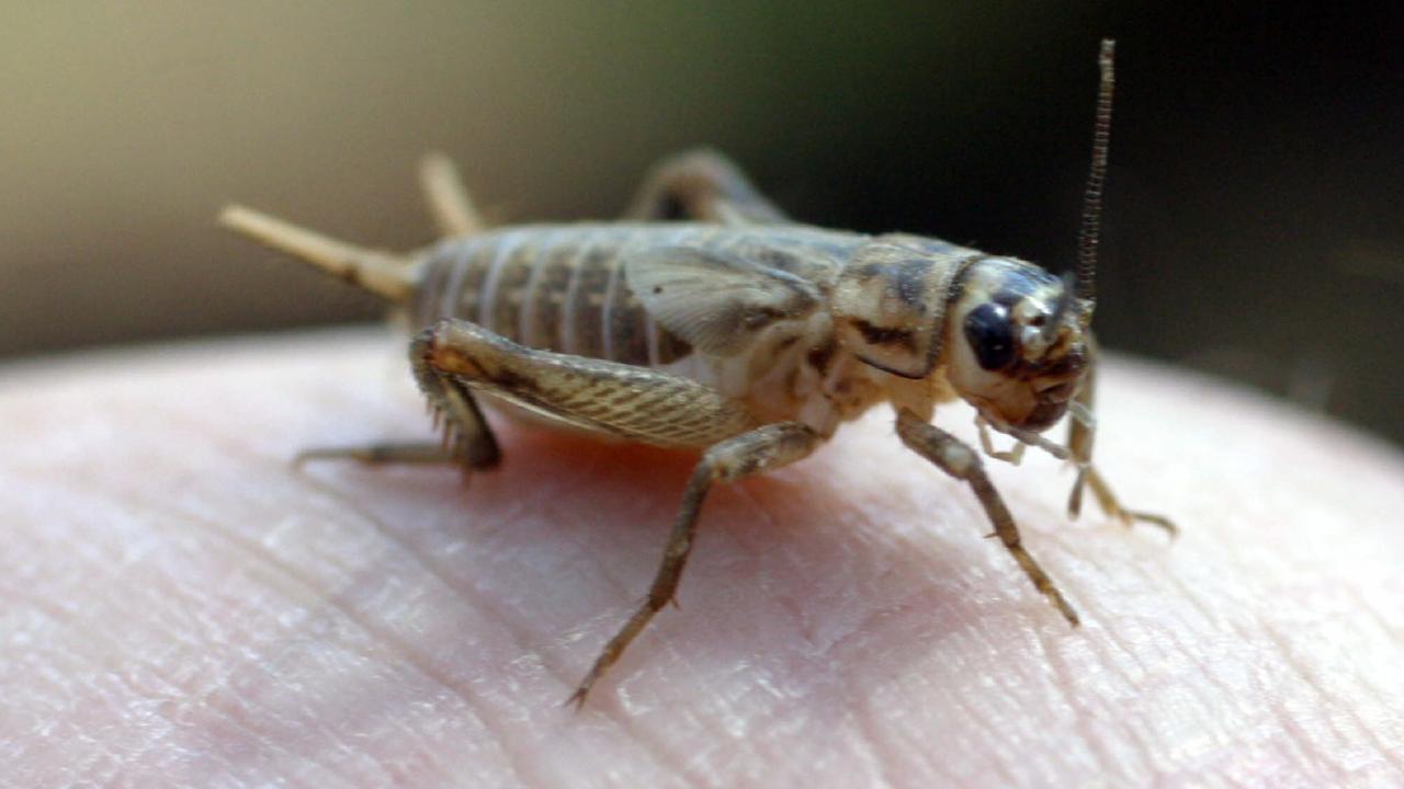 Prof Hoffmann said crickets will become less visible to humans as the weather begins to cool.