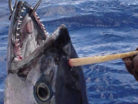 Tuna-corn - a tuna with a sailfish bill stuck in it's head caught off Queensland coast near Cooktown.