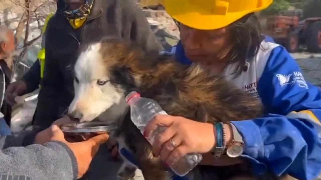 Alexs the dog has been saved (Photo by DEMIROREN NEWS AAGENCY / DHA (Demiroren News Agency) / AFP)