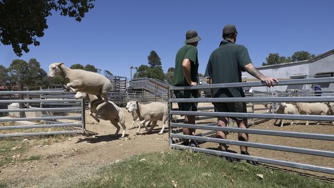 Alongside shearing, there’s jobs in timber, orchard and maintenance activities, among many. Picture: Gary Ramage