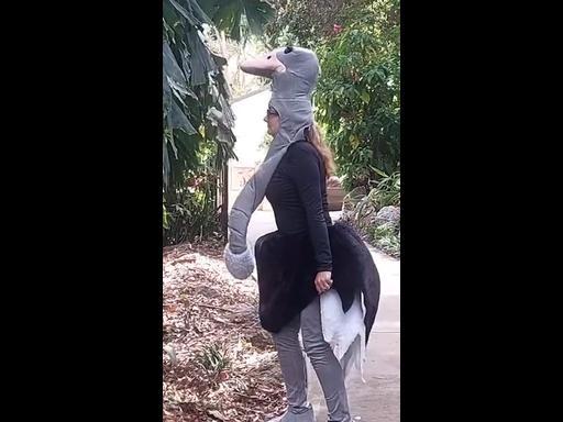 Zoo director dresses as cassowary for hilarious training exercise