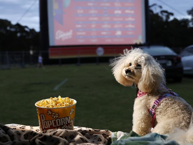 DAILY TELEGRAPH OCTOBER 28, 2021. EMBARGOED FOR THE DAILY TELEGRAPH MONDAY 1/11/21. Coco a 7-year-old Peekapoo enjoying a movie on opening night of the drive-in cinema at St Ives Showground. Picture: Jonathan Ng