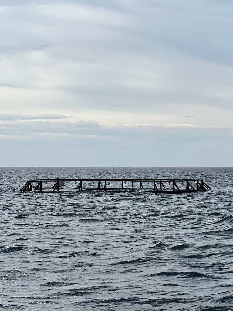 University of Tasmania's Institute of Marine and Antarctic Studies have placed rings in the waters off Tinderbox, which have lines underneath them to grow giant kelp. The giant kelp are sucking nutrients from salmon farming.