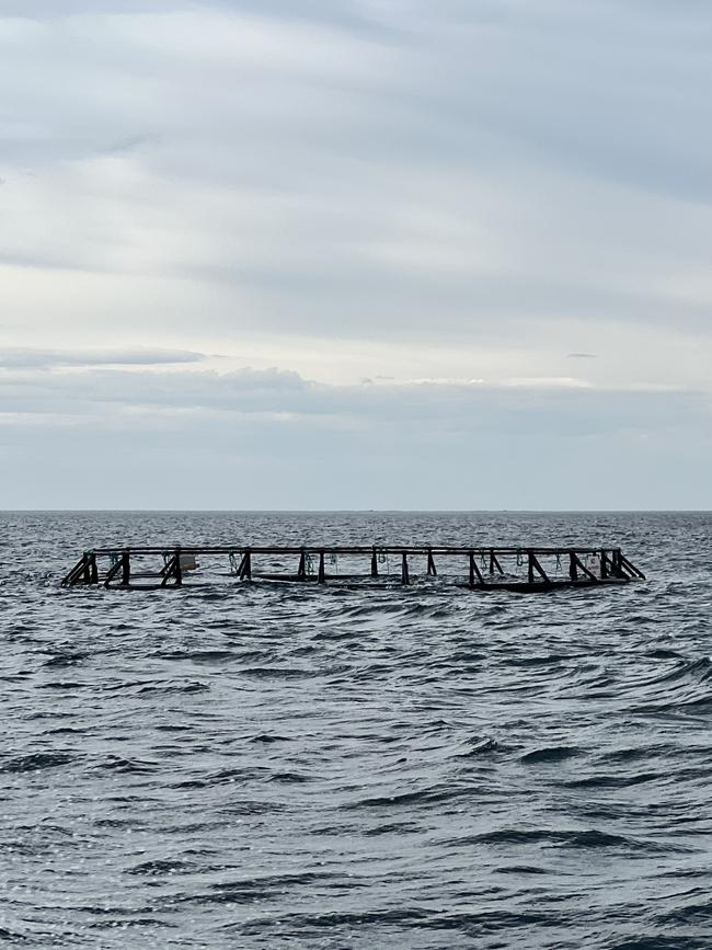 University of Tasmania's Institute of Marine and Antarctic Studies have placed rings in the waters off Tinderbox, which have lines underneath them to grow giant kelp. The giant kelp are sucking nutrients from salmon farming.