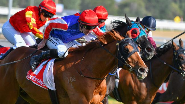 John Allen drives Skelm to victory at Caulfield this month.