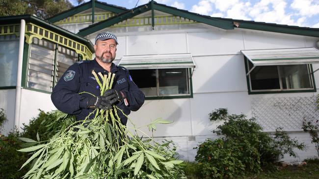 Sergeant Cameron Henshaw with cannabis plants at a hydroponic house next to Bankstown West Public School.