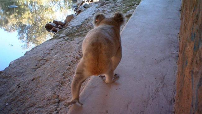 Koalas crossing at the Compton Road fauna overpass.