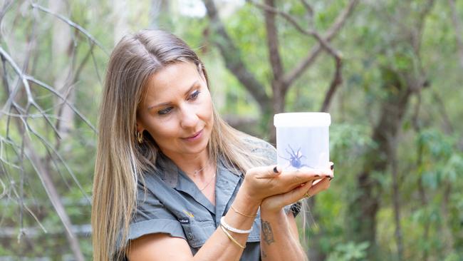 Emma Teni with Hemsworth the funnel-web. The biggest male funnel web spider in history has been handed into the Australian Reptile Park measuring at 9.2cm from foot to foot. PICTURE: Supplied