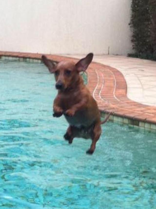 OLIVER: I believe I can fly! At one year old, the daring dachshund has perfected his pool entry technique.