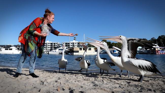 Chris Wilson says the Pumicestone electorate needs a candidate “who will stick their neck out for nature” like the local pelican population. Picture: Jamie Hanson