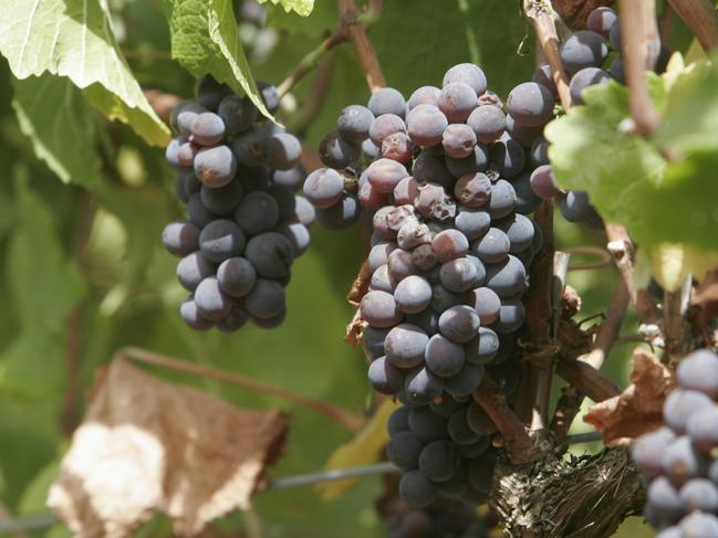 Generic vineyard shots. Grapes. Vines. Harvest. Pinot Gris.