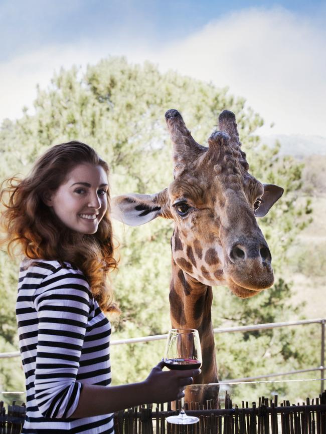 Having a wine and feeding a giraffe — what fun.