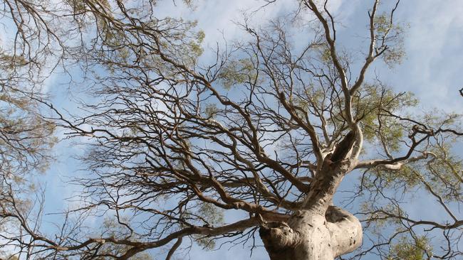 Heatwave conditions late last year have severely stressed gum trees in Brisbane’s inner west.