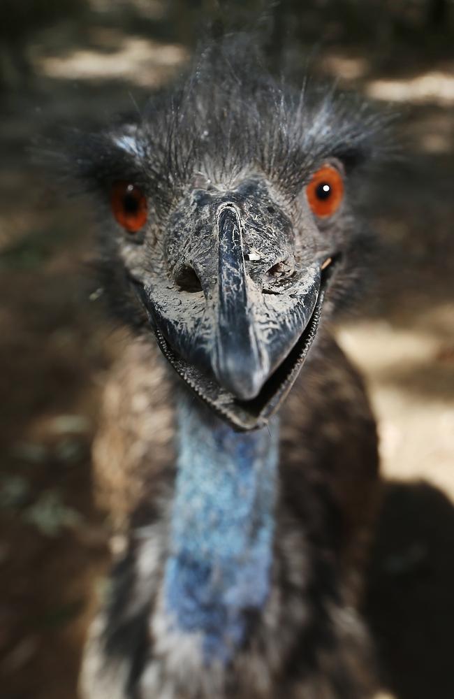 Top way to keep kids emus-ed at Hartley’s Crocodile Adventures in ...