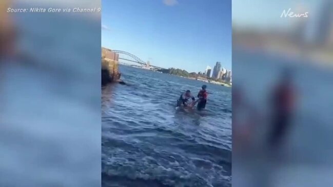 Fisherman catches massive bull shark in Sydney Harbour