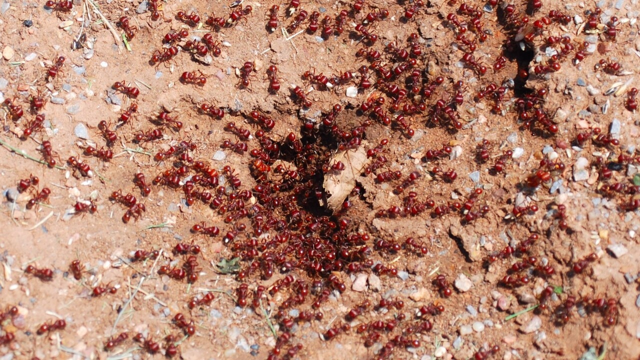 Queensland cracks down on spread of fire ants