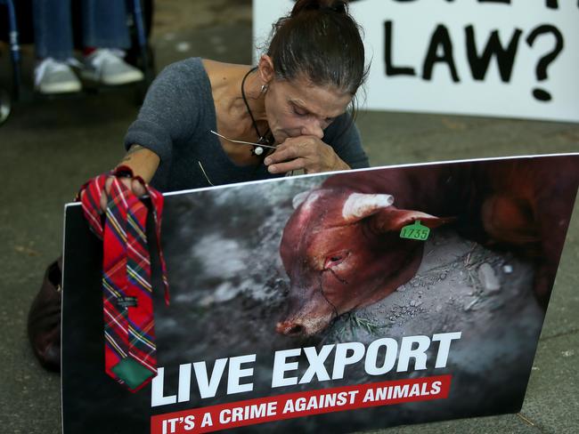 An activist protests outside live sheep exporter Emanuel Exports in Perth. Picture: Colin Murty