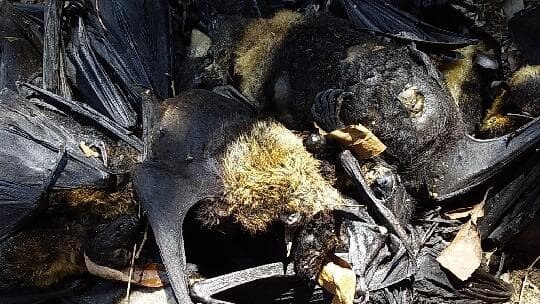 More than 20,000 spectacled flying foxes died in a 2019 FNQ heatwave, reducing the population by a third. Picture: Lisa Eagleton