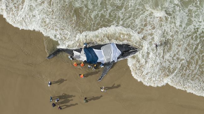 NSW National Parks and Wildlife Service project officer Dr Duan March led a refloat operation supported by ORRCA, Sea World Research, Rescue &amp; Conservation and Byron Bay Wildlife Sanctuary, but the whale did not survive. Picture: Craig Parry