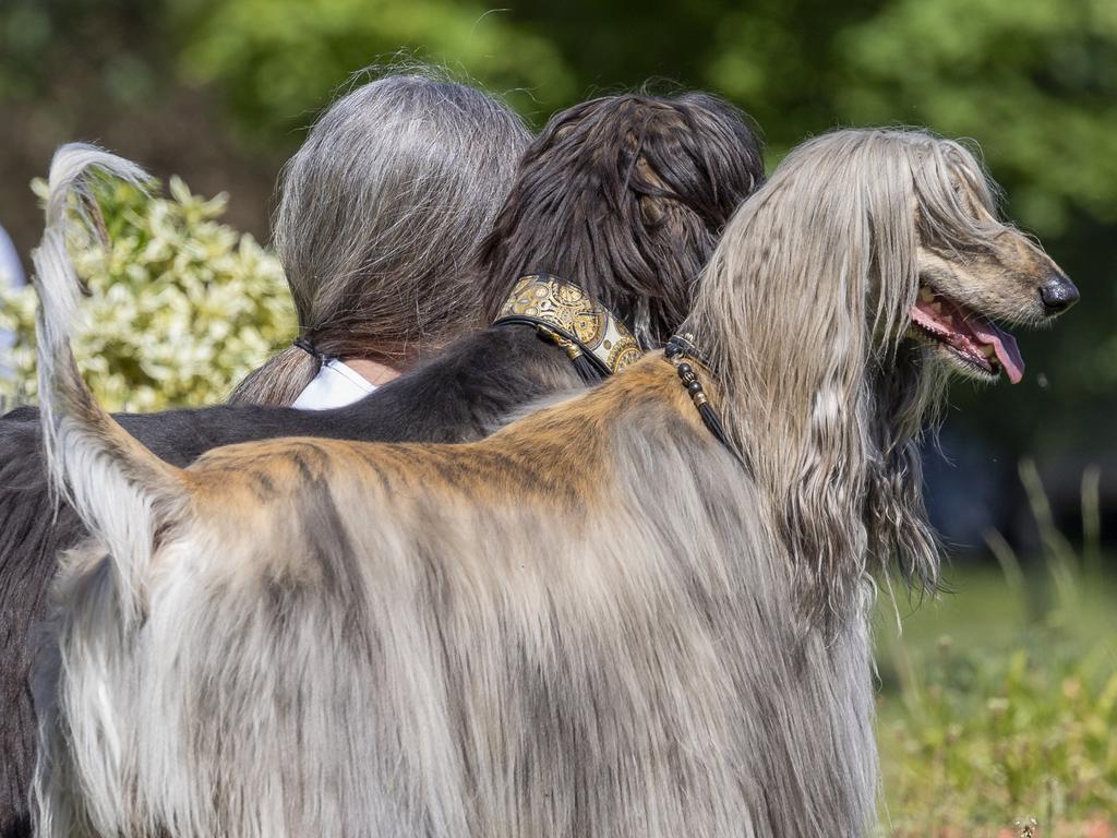 The three shades of greys. An owner and her two Afghan Wolfhounds. Picture: Klaus-Peter Selzer/Comedy Pets