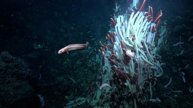 Photographie publiée par le Schmidt Ocean Institute montrant une lycote nageant près de vers tubicoles au site de l’évent Tica, sur la dorsale Est-Pacifique