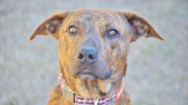 A staffie is alleged to be at the centre of a dog attack at Inverloch Farmers Market.