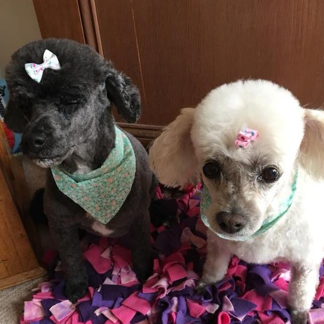 Tassie's Pawfect Pairs | Mary Perkins: Misty Moodle (11) and Tifa Cavoodle (14) - no more photos please !