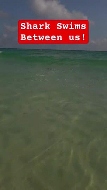 'You're Fine!': Shark Startles Bather in Florida Surf