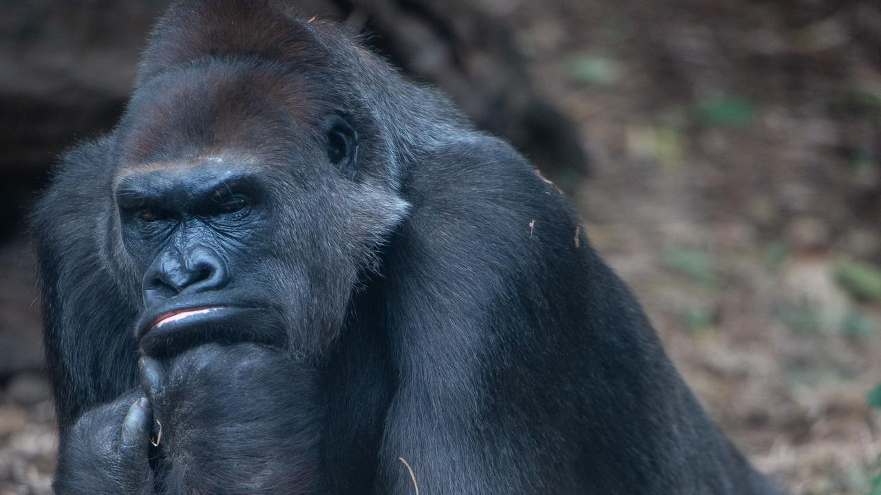 Yuska the western lowland gorilla, which lives at Melbourne Zoo. Picture: Jay Town