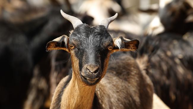 Are there too many feral goats on Great Keppel Island?