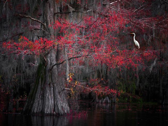 A story of dark dwellings and light beings as an egret rests on a tree in a bayou. Picture: Sapna Reddy/Vital Impacts