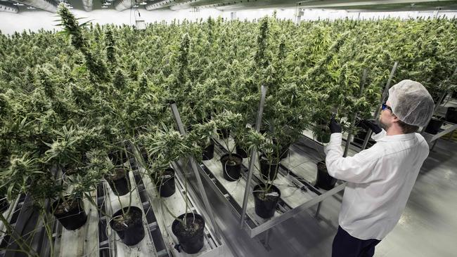 The Andrews Government is on the verge of delivering the nation’s first pharmaceutical-grade medicinal cannabis product.