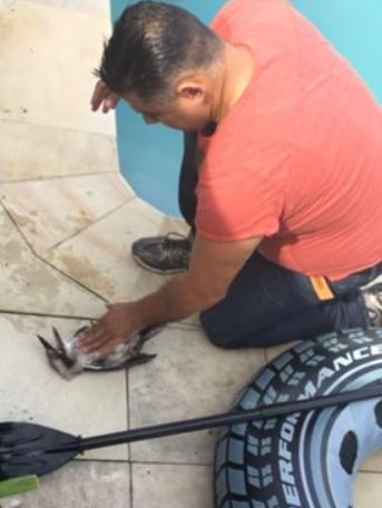 Majid Shahen presses gently on the kookaburra's chest in an attempt to save it.