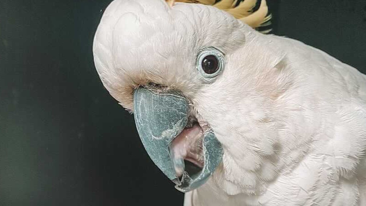 Sulphur crested cockatoos just want to eat and have fun.