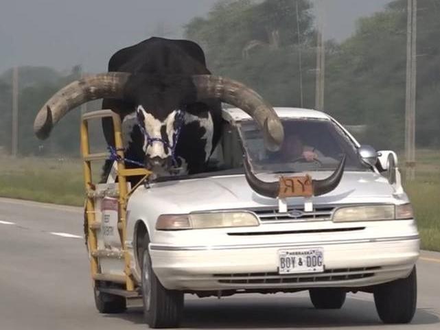 Lee Meyer and his Watusi bull, Howdy Doody, of Neligh, Nebraska were pulled over by Norfolk Police for traffic violations and given a warning. Image: courtesy of News Channel Nebraska