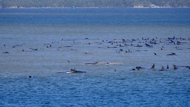 The mass stranding of pilot whales at Macquarie Heads on a sand bank in north west Tasmania. Photo: Ryan Bloomfield