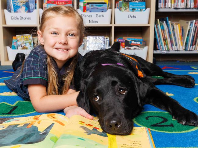 DAILY TELEGRAPH January 18, 2022Macy is St Paul's on-site therapy dog, working with preK to Year 12 students to ease anxiety. Pictured with Macy is (left) Eve Alchin, 4. Picture: David Swift