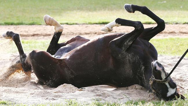 Melbourne Cup favourite Yucatan rolls in the sand during a Werribee trackwork session. Picture: Michael Dodge