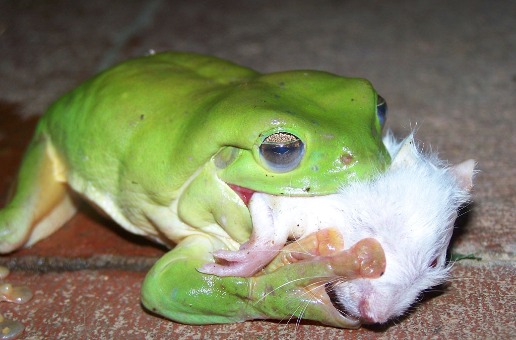 Frogs behaving badly | Daily Telegraph