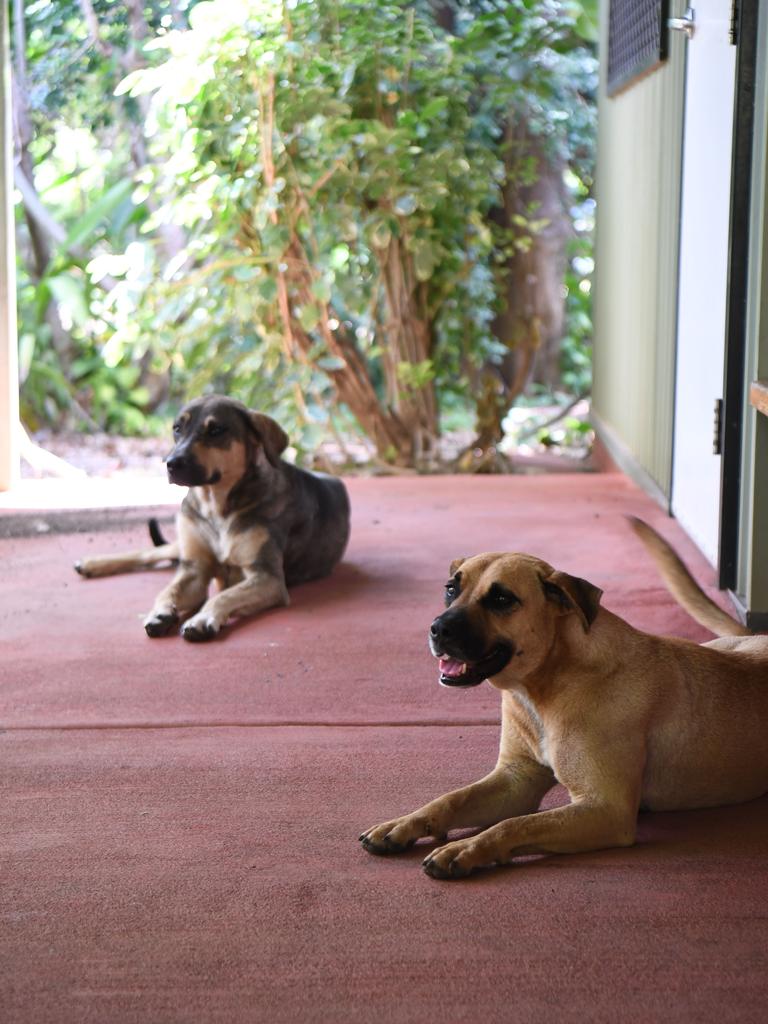 The Sunrise clinic dogs Princess and Kujo welcome everyone as they arrive Picture: Amanda Parkinson