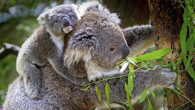 New research shows almost a quarter of the koalas in northern NSW travel up to 16.6km in their search for new habitats.