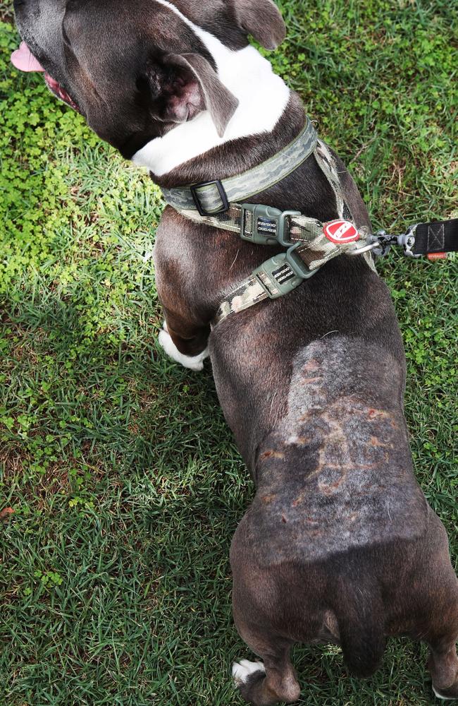 Hank suffered cuts to his back. Picture Glenn Hampson