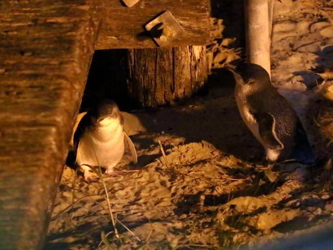 Penguins Lucky and Bella who live at Manly Wharf. Picture: Kristie King