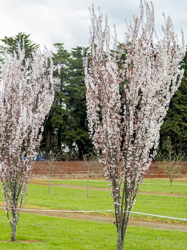 <span id="U722560589551MKF">Prunus </span>‘Oakville Crimson Spire’, upright flowering plum, 6m x 2m