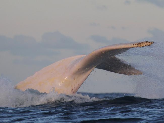 Migaloo, the big white whale, is set to delight whale watchers in Queensland today. Picture: Jonas Liebschner, Whale Watching Sydney